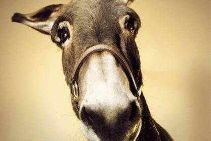 BURRO
